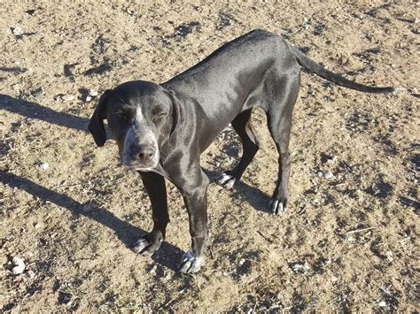 Catahoula X Blue Lacy 6 Mos Male