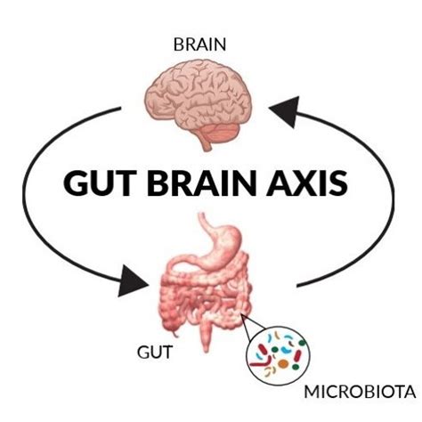 The Gut-Brain Axis — Kaitlin Colucci