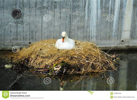 Swan Nesting on a City Canal/urban Wildlife Stock Photo - Image of grace, concrete: 104635376