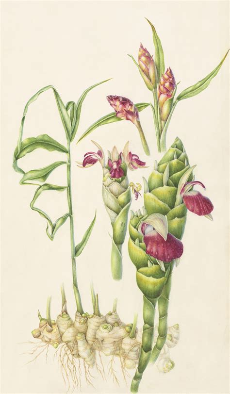 Ginger Plant Illustration