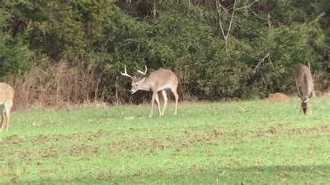 Deer With Chronic Wasting Disease Youtube