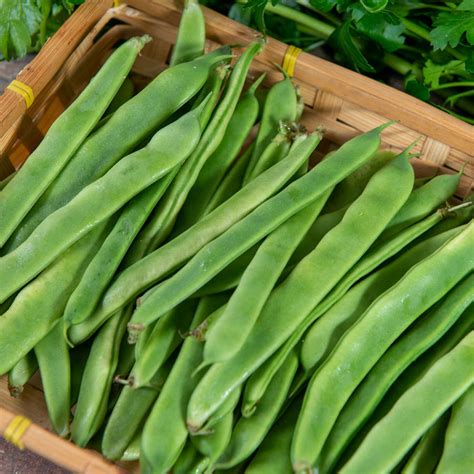 Plantar judías verdes todo lo que necesitas saber para obtener una