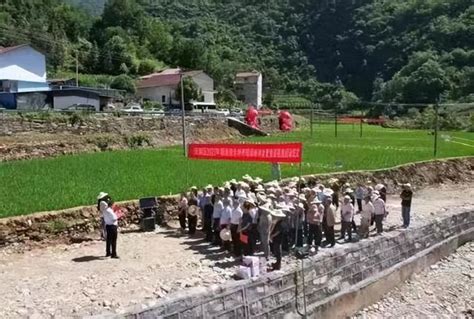 漢濱區紫荊鎮：300畝稻漁綜合種養示範田開始投放魚苗 每日頭條