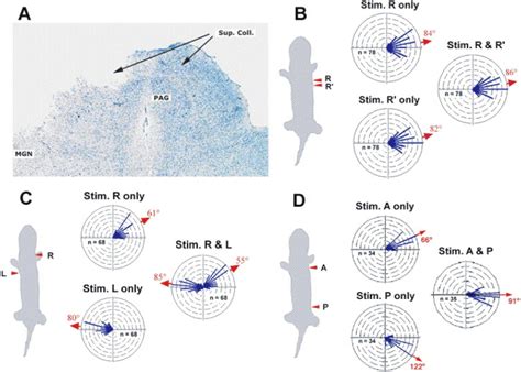 Population Coding Strategies And Involvement Of The Superior Colliculus