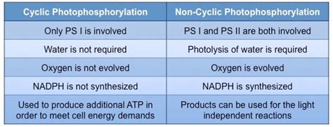 Photophosphorylation Bioninja