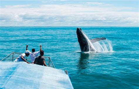 SAFARI DE OBSERVAÇÃO DAS BALEIAS JUBARTES PORTO BRASIL TURISMO