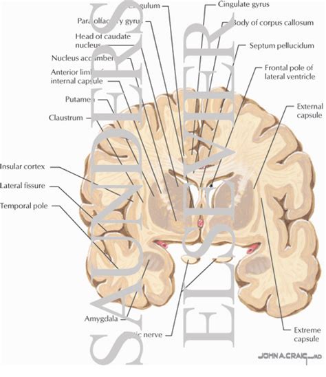 Coronal Forebrain Sections Level Of