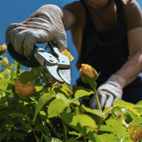 Pruning Your Roses Corkhill Bros