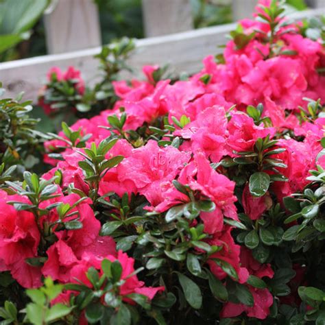 Bloom A Thon Hot Pink Reblooming Azalea Rhododendron X Proven Winners