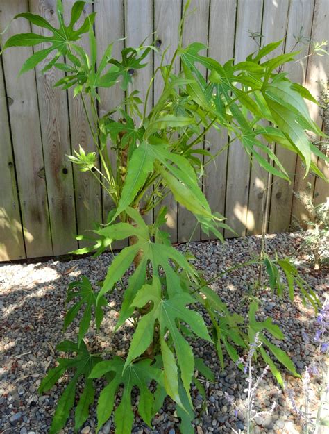 danger garden: Fatsia polycarpa 'Needham's Lace' a rebirth...