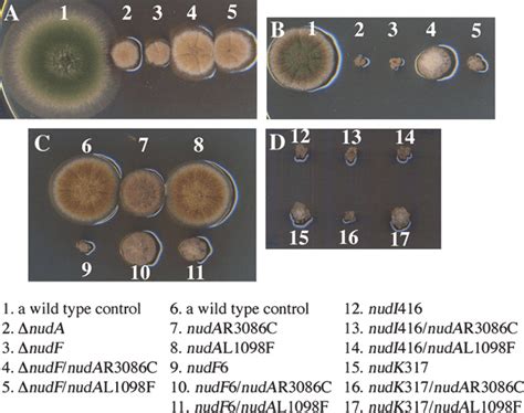 Growth Phenotypes Of Various Nud Mutant And Nudf Suppressor Strains At