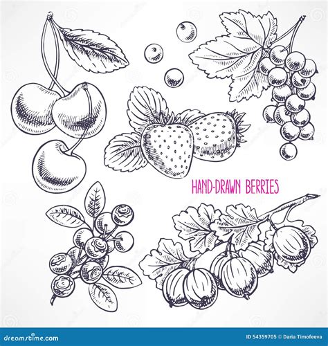 Set With Different Sketch Berries Stock Vector Illustration Of Ripe