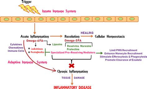 Cellular Events In Acute Inflammation And Resolution The Barrier Break