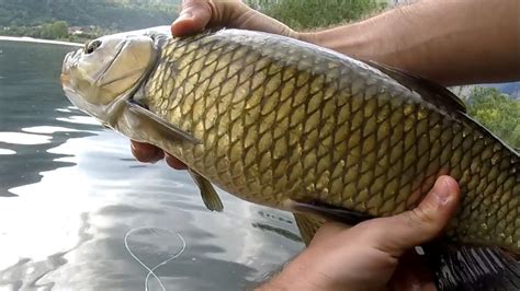 Pesca A Mosca In Lago Cavedani E Scardole A Secca Youtube