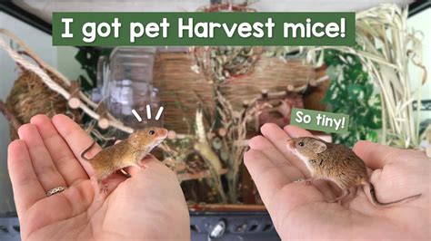 I Got Pet Harvest Mice They Are So Tiny Youtube