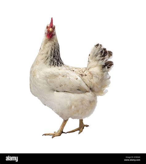 Speckled hen hi-res stock photography and images - Alamy