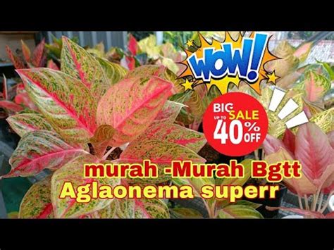 Aglaonema Lokal Harga Bersahabat Special Nursery Kasih Promo Besar