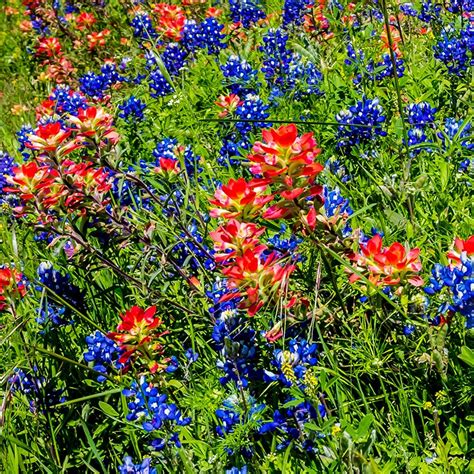 Scarlet Paintbrush Seed Packet, Castilleja coccinea | American Meadows