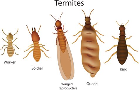 Termite Management Termite Inspection Termite Control And Protection