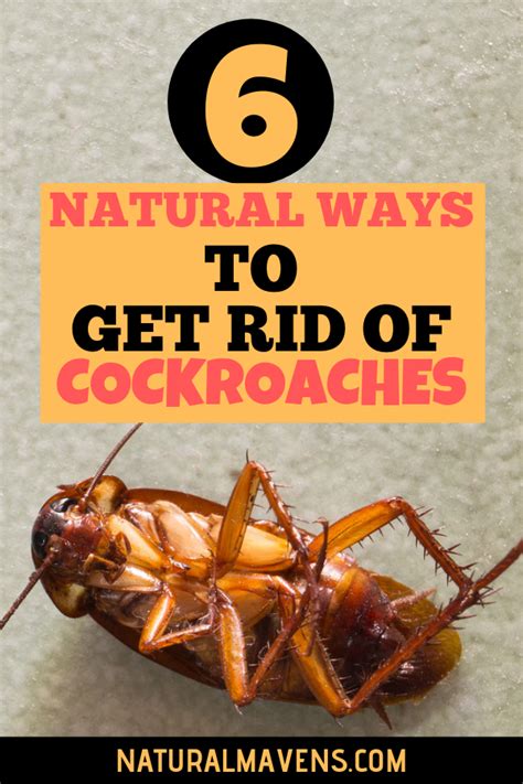 6 Natural Ways To Get Rid Of Cockroaches Natural Repellent Cockroaches Essential Oil Recipes