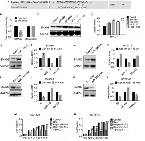 MiR 145 Targets SMAD3 And Deregulated SMAD3 Enhanced Viability A