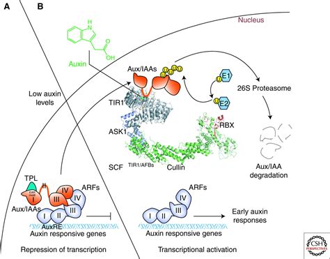 Auxin PerceptionStructural Insights