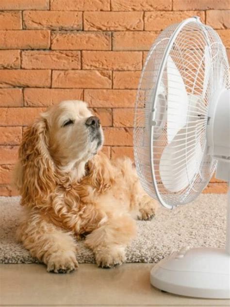 Dicas Para Cuidar Dos Pets No Calor Blog Panorama M Veis