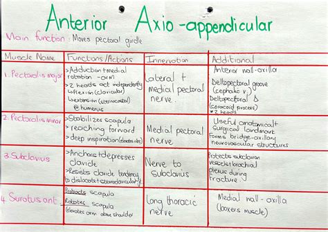 Solution Anatomy Axio Appendicular Muscle Tables And Diagrams Studypool