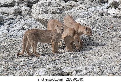 292 Puma puma concolor cub Images, Stock Photos & Vectors | Shutterstock