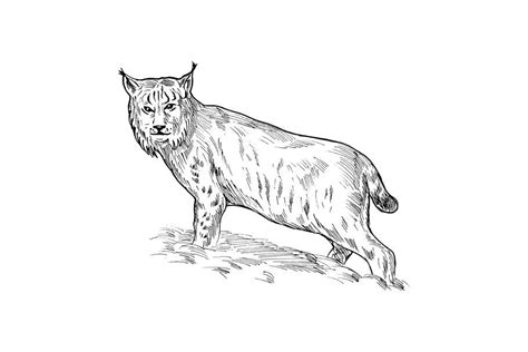 Eurasian Lynx Drawing Drawings Retro Illustration Eurasian Lynx