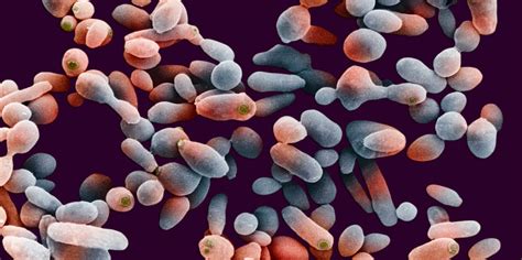 Protein clumps as memory | ETH Zurich