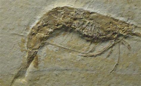 Shrimp Fossil image - Free stock photo - Public Domain photo - CC0 Images