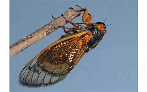 Cicadas Make Rare Double Emergence Press Register