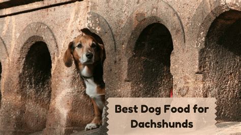 15 Best Dog Food For Dachshunds 2023 Smart Dog Owners