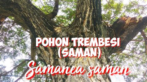 Pohon Trembesi Samanea Saman Untuk Peneduh Di Tepi Jalan Youtube