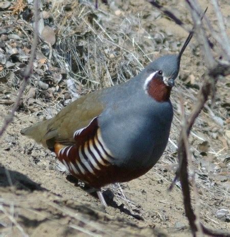 Climate Change and Declines in Mojave Desert Bird Diversity (U.S. National Park Service)