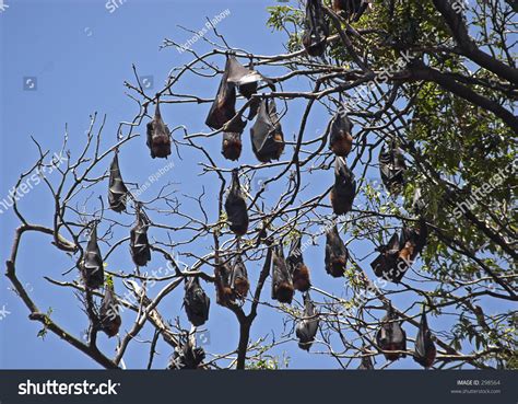 Bat Colony Stock Photo 298564 : Shutterstock