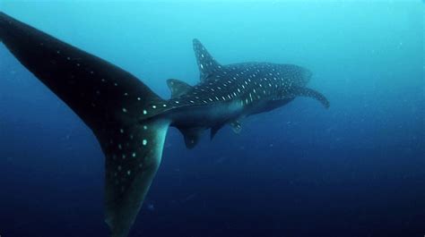 Tiburón Ballena el gigante de los mares Comisión Nacional de Áreas