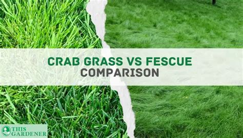 Crab Grass Vs Fescue Grass 10 Key Differences And The Winner