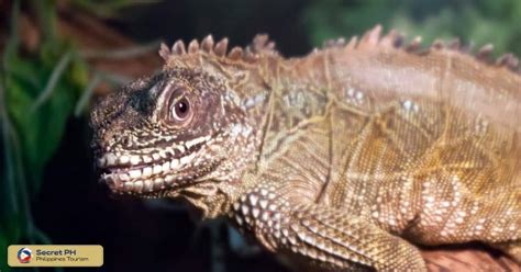 Philippine Sailfin Lizard The Giant Lizard Of The Philippine Islands