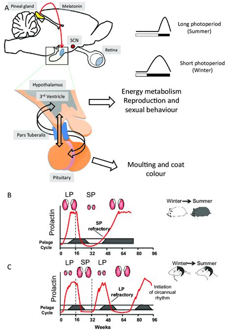 A In Mammals The Photic Input Pathway From The Retina To The Scn