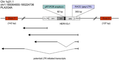 Schematic Representation Of The Pla G A Gene Locus Harboring An