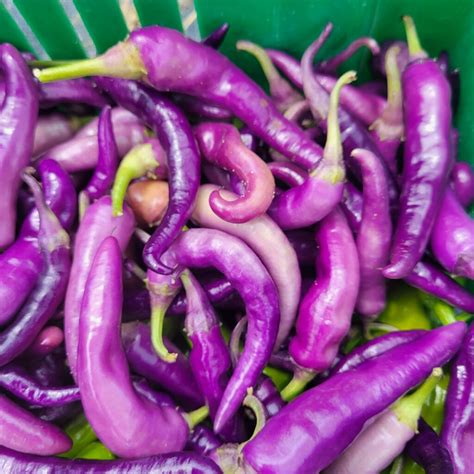 Buena Mulata Hot Pepper Bibb Forest Farm Regenerative Organically Grown Vegetables Raw