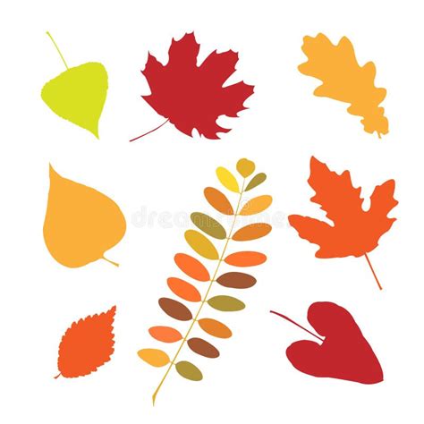 Set Of Different Autumn Leaves Stock Vector Illustration Of Fall