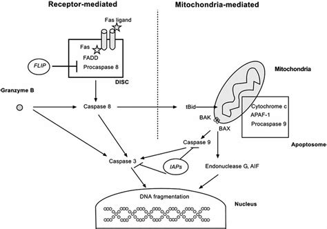 The Principal Pathways Of Apoptosis 1 Receptor Mediated Apoptosis