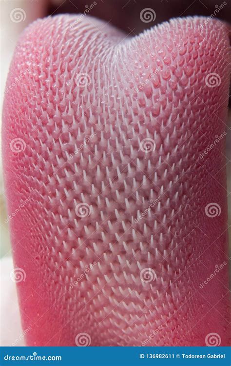 Cat tongue texture stock image. Image of animal, carnivore - 136982611