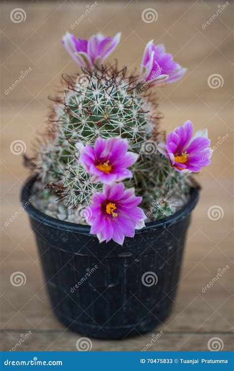 Pink Cactus Flowermammillaria Stock Image Image Of Botany