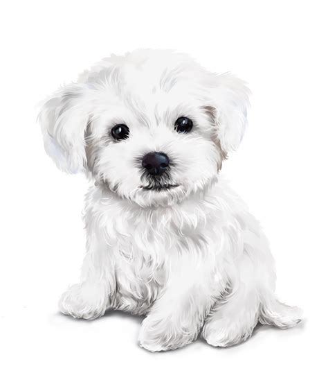 pin   dog drawing cute drawings puppy drawing