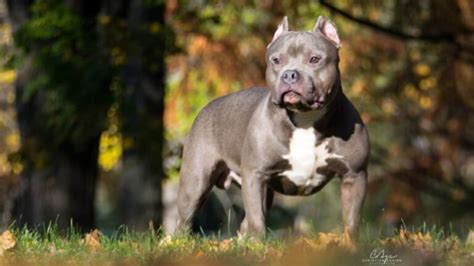 American Bully Prix De Ce Chien Caract Re Sant Alimentation