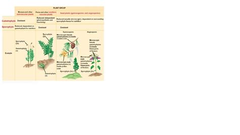 Biology Lab Chapter 21 Nonvascular Plants And Chapter 22 Seedless